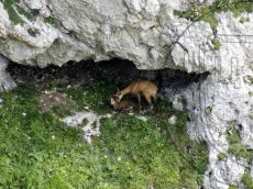 Серна-кавказская_7